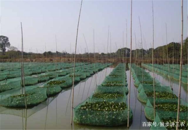 從自然恩賜到人工守衛 野生泥鰍漸缺，養殖新風潮漸起