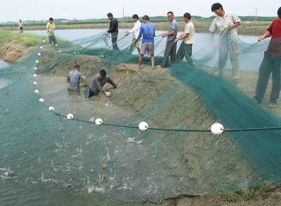 無公害水產養殖管理與養殖措施全解析
